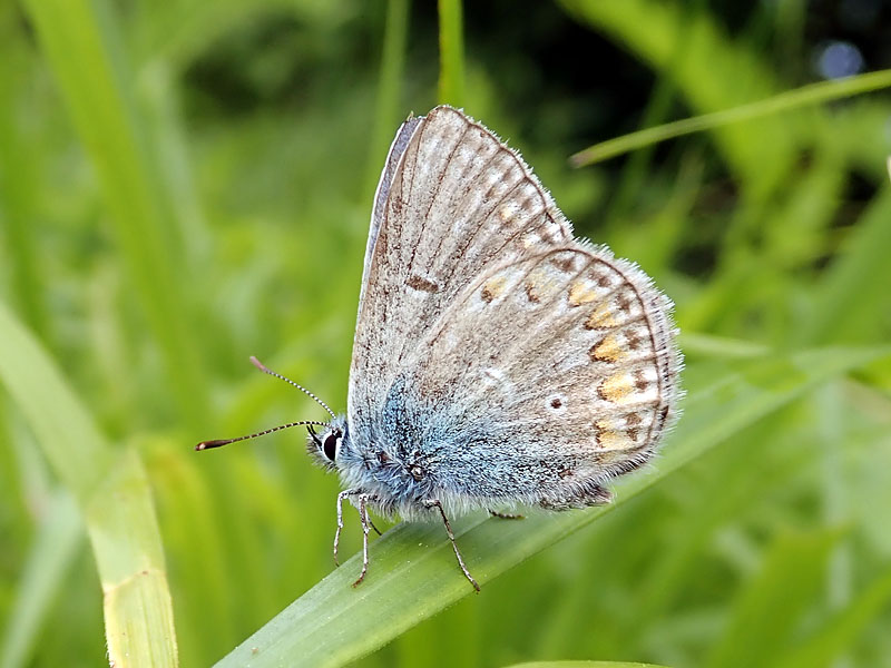 Lycaenidae: Polyommatus sp.